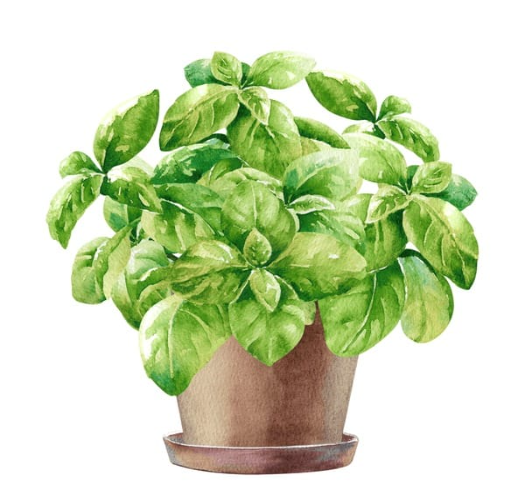 Basil essential oil extracted from Ocimum basilicum leaves