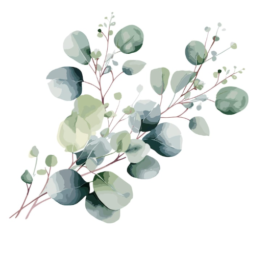 Eucalyptus essential oil extracted from Eucalyptus leaves