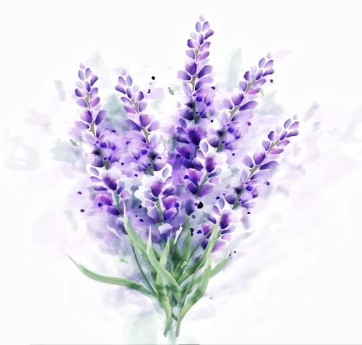 Lavender floral essential oil